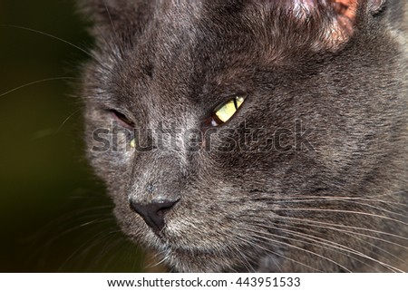 A Closeup of a Domestic Cat with Yellow Eyes