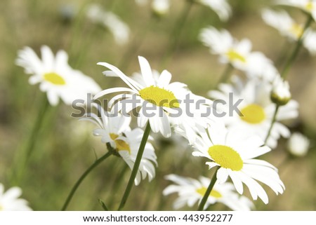 Beautiful Daisy Flowers contrasting blurred background.
selective focus photography.