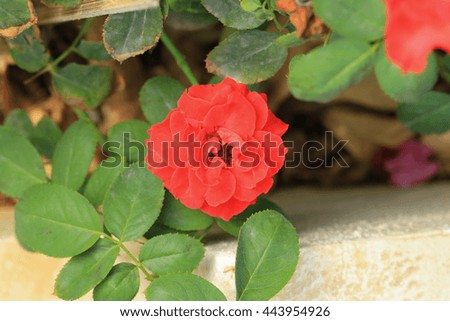 Red rose bloom with leaves.