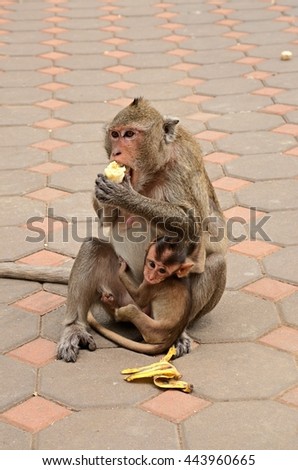 Mother monkey and baby Monkey eating fruit.