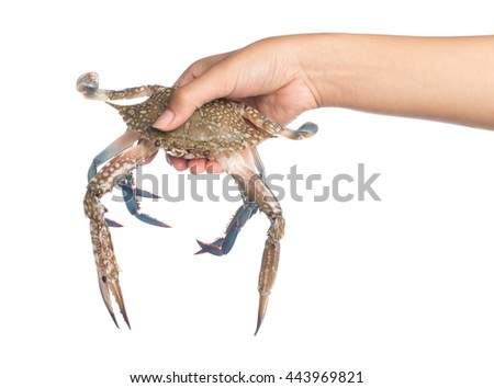 hand holding fresh crab isolated on white background.