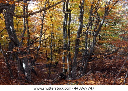 Autumn landscape Walk in the beech forest on a sunny day