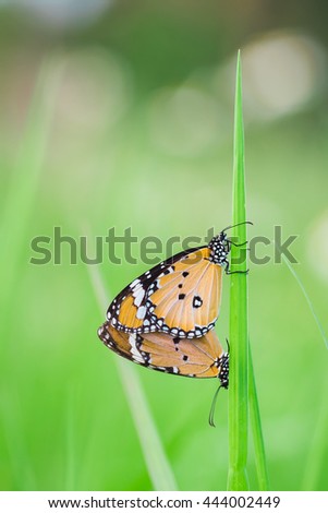 Males mate with the female butterfly on the flower. A natural picture for wallpaper or background.