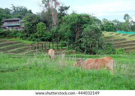 Thai cow in rice field in thailand