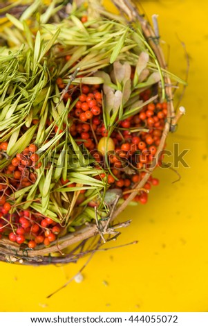 Nice ripe bunches of rowan berries in a wicker basket on yellow background. Still rowan berries in the basket. red mountain ash in a wicker basket. Autumn concept.