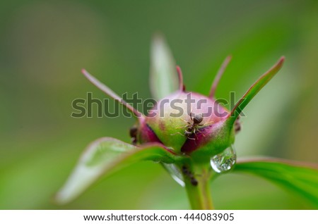 Ants on a peony bud. Close up, small depth of sharpness
