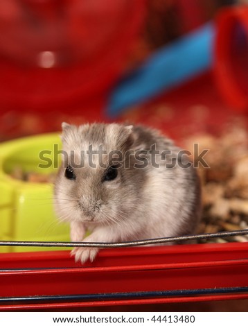 little hamster in a cage, in front of the camera