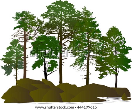 illustration with pine trees in rocks isolated on white background