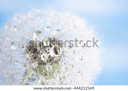 Isolated dandelion with dew on blue sky background. Close-up of dewdrop on the head of dandelion. Purity and blooming. Royalty-Free Stock Photo #444212569