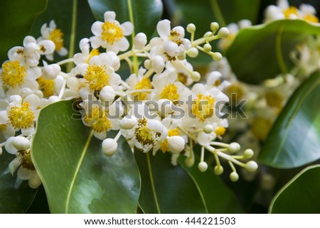 flowers of longan ,Longan Tropical fruit sweet Royalty-Free Stock Photo #444221503