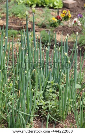 green onions (Tatarka, fistular onions) growing in the greenhouse in the garden