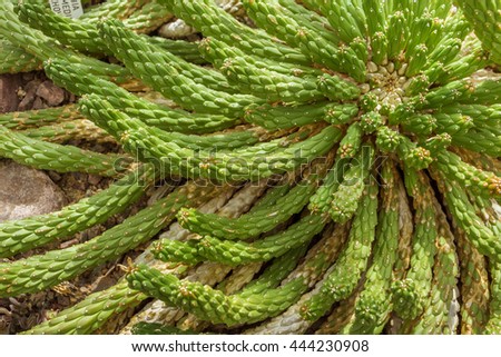 Euphorbia caput-medusae. Succulent seems like the sun with green beams. Top view. View from above. Cactus with lot of green branches.  Filled full frame picture. Textured leaves with white dots, spots