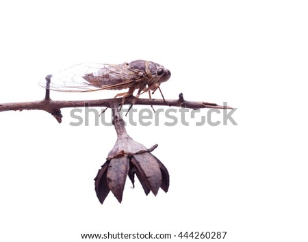 dead body of large brown insect making loud noise, tropical Cicada Platypleura, singing tropical insect picture taking in studio on white background