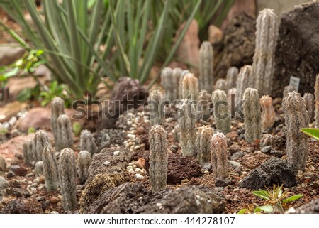 Euphorbia abdelkuri is a species of plant in the Euphorbiaceae family. Natural habitat is rocky areas. Seems like a stone standing on ground. Alien plants on surface of another planet. 