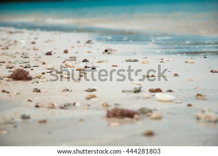 Shells on the seaside at koh kham,Trat,Thailand