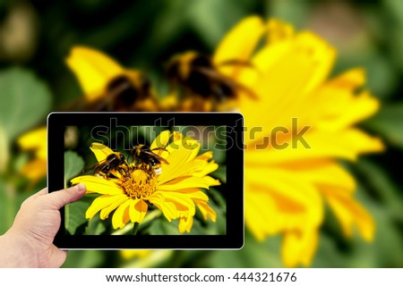Tablet photography concept. Taking pictures on a tablet. Two bees collects pollen from yellow flowers perennial aster in the garden