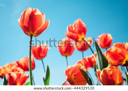 Beautiful view Orange tulip & sunlight
