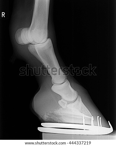  hores front right  leg xray picture.