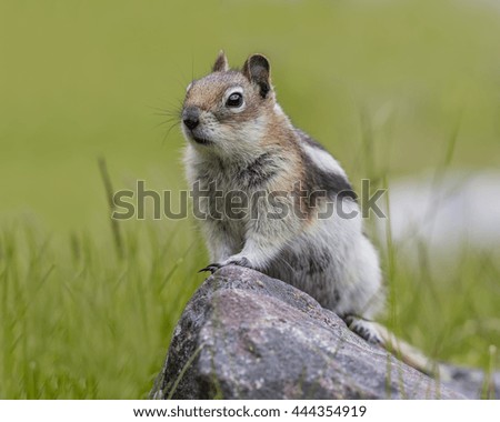 Golden-mantled Ground Squirrel (Callospermophilus lateralis) perched on a rock - Jasper National Park, Alberta, Canada