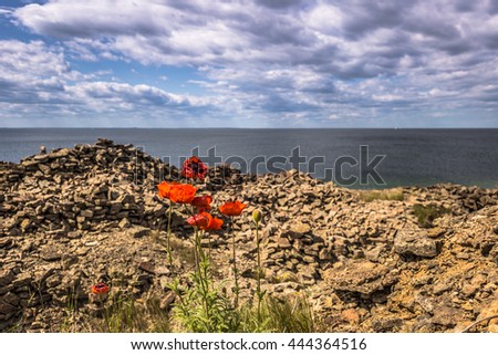 Poppies in the coast of Oland, Sweden