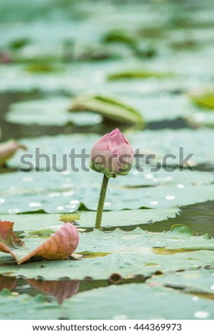 one lotus flower in the pool garden 