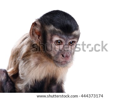 Capuchin monkey on a white background 