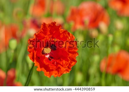 Papaver rhoeas (common names include common poppy, corn poppy, corn rose, field poppy, Flanders poppy, red poppy, red weed, coquelicot) blooming on field