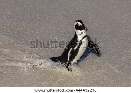 Beautiful African Penguin at Boulders Beach, Cape Town, South Africa, Africa