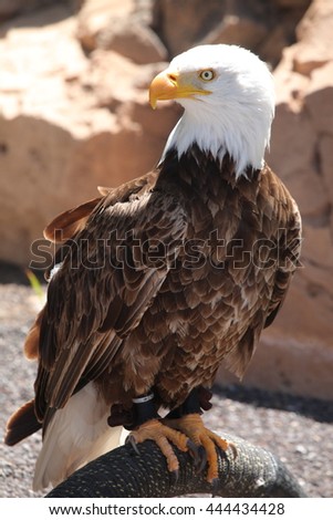American Eagle with a white head on stones