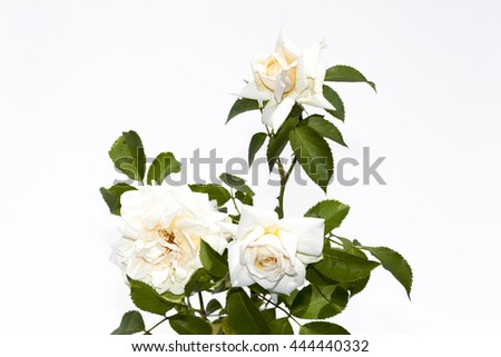 cream rose on a white background