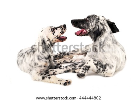 two English setters in a white photo background