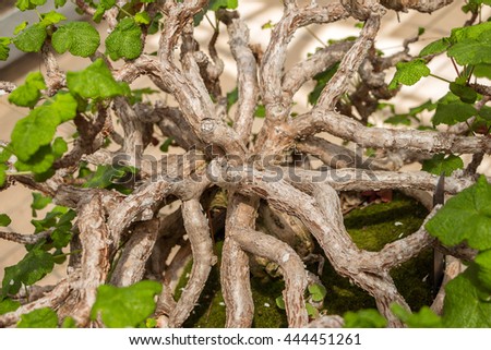 Top view. View from above. Small tree with lot of branches.  Filled full frame picture. Textured weathered branches. Abstract chaotic pattern with curves. Your own text. Strange weird natural pattern.