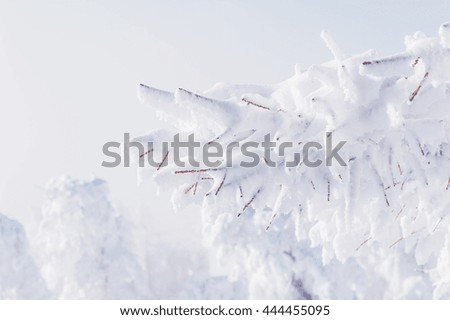 Snow covered trees in winter forest after snowfall. 