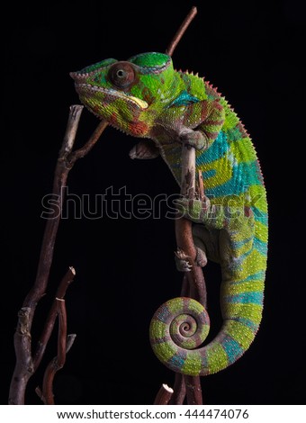 Chameleon Furcifer Pardalis Ambilobe