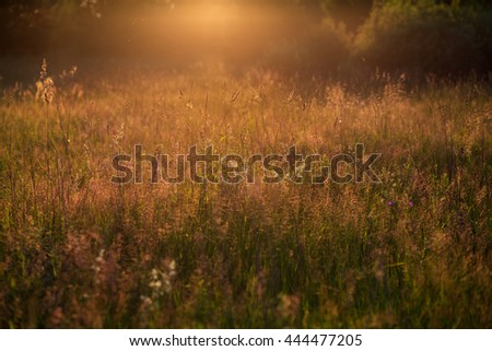 Wild flowers in the sunlight at sunset. Selective focus with shallow depth of field, natural background.