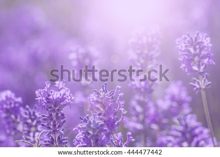 field lavender morning summer blur background wallpaper. shallow depth of field Royalty-Free Stock Photo #444477442