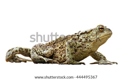 Common Toad isolated on white.