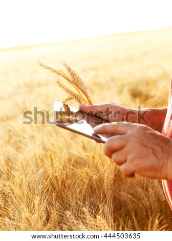 Close up farmers hands with tablet in a wheat field.