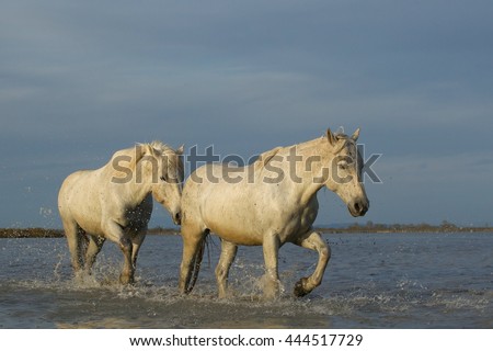 Running horses in water.  Equus caballus