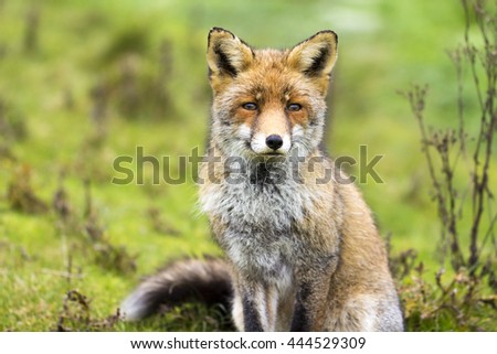 Red Fox Vixen Against a Green Nature Background