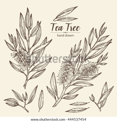 Collection of tea tree. Cosmetics and medical plant. hand drawn Royalty-Free Stock Photo #444537454