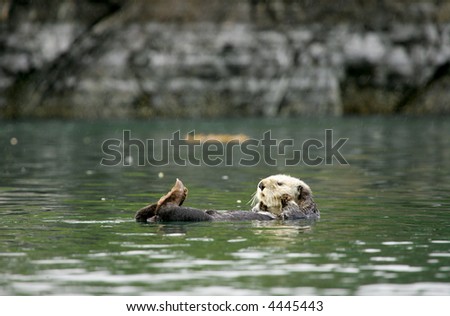 Sea otter floating in Tutka Bay, Kenai Peninsula, Alaska