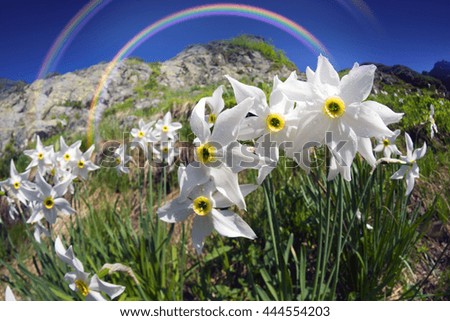 The mountain system Marmarosh - Ukrainian Alps at high altitudes among rocks and rhododendron wasteland grow beautiful wild daffodils with a delicate aroma of dewdrops