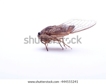 dead body of large brown insect making loud noise, tropical Cicada Platypleura, singing tropical insect picture taking in studio on white background