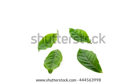 Close-up view collection of leafy branch of fresh green tea leaves isolated on white background. Its freshly picked from home growth organic tea plantation. Food concept,  clipping path and copy space