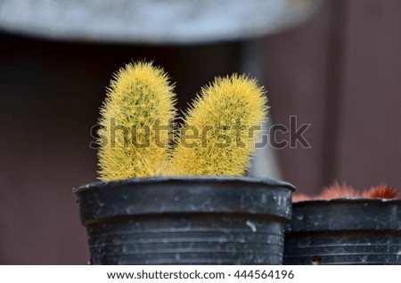 Cactus plant backgroung.