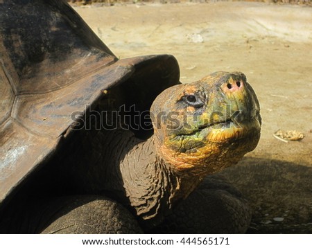 Lonesome George in the Galapagos Islands. Extinct now Royalty-Free Stock Photo #444565171