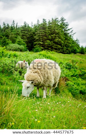 Sheep eating grass in the field near Glen Brittle, Isle of Skye, Scotland. Only the big one is in focus as it is the main subject of the picture.