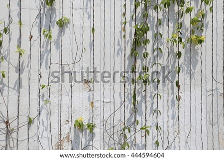 Green ivy plant on a white wall sunshine. Naturally occurring Plants that grow in specific areas of light and shadow