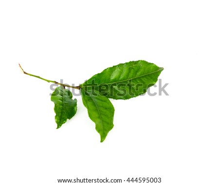 Close-up view a leafy branch of young fresh green tea leaves isolated on white background. Its freshly picked from home growth organic tea plantation. Food concept with clipping path and copy space.